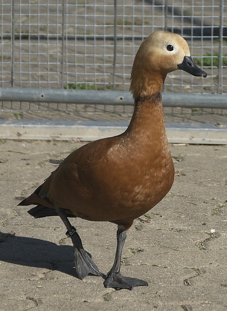 还是多特蒙